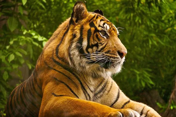 Roar into Adventure: 2-Day Ranthambore Tiger Safari from Jaipur