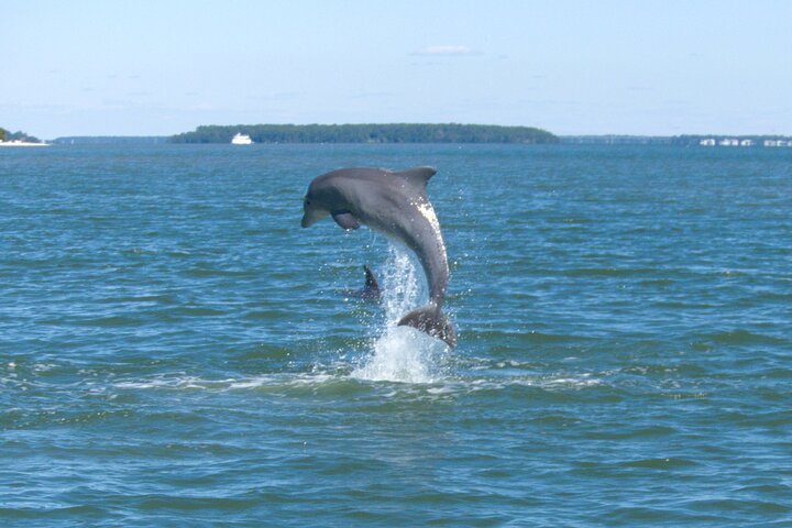 Hilton Head: Private Dolphin Tour - Guaranteed Sightings!