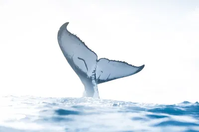 Oahu's Premier Whale Watching: A Respectful & Educational Adventure