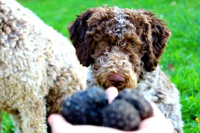 Unearth Emilia-Romagna's Hidden Gems: A Truffle Hunting Adventure!