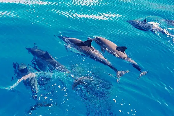 Oahu: Swim with Wild Dolphins on a Catamaran!