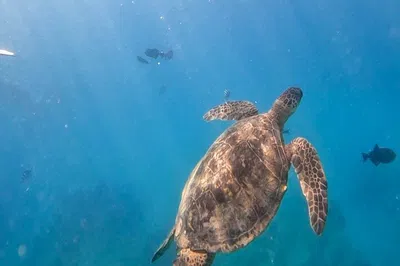 Waikiki Turtle Snorkel: 99% Turtle Sightings!