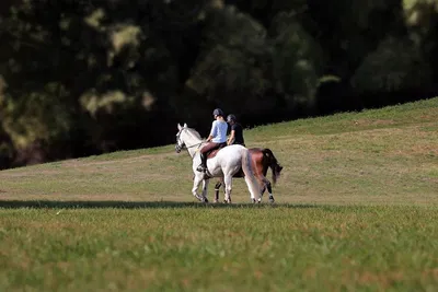 Torgiano Unveiled: Olive Oil, Wine, and Equestrian Delights!