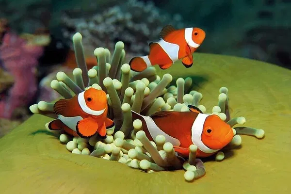 Dive into Adventure: Explore Marine Wonders at Palma Aquarium