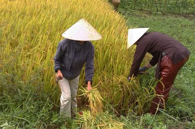 Discover Rural Life: A Cycling & Farming Adventure in Hue
