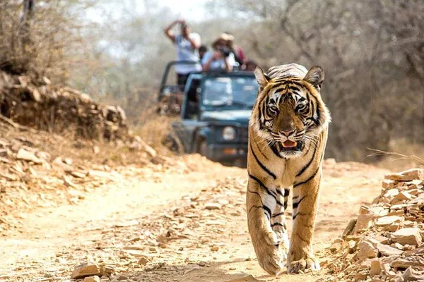Ranthambhore Tiger Tour: A Royal Wildlife Expedition from Jaipur
