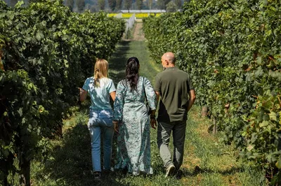 Uncorking the Veneto: Wine Tour in Padua's Euganean Hills