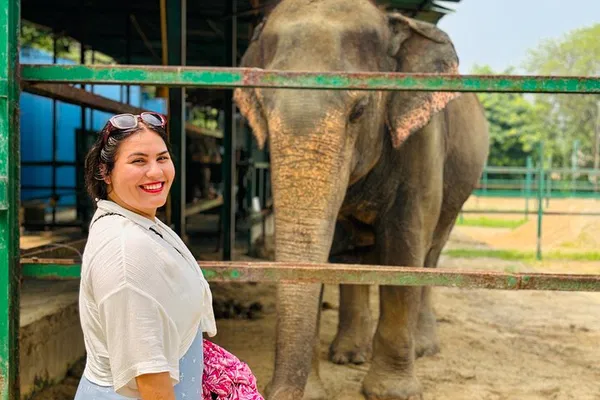 Golden Triangle Tour: India's Majestic History, Wildlife, and Elephant Rescue